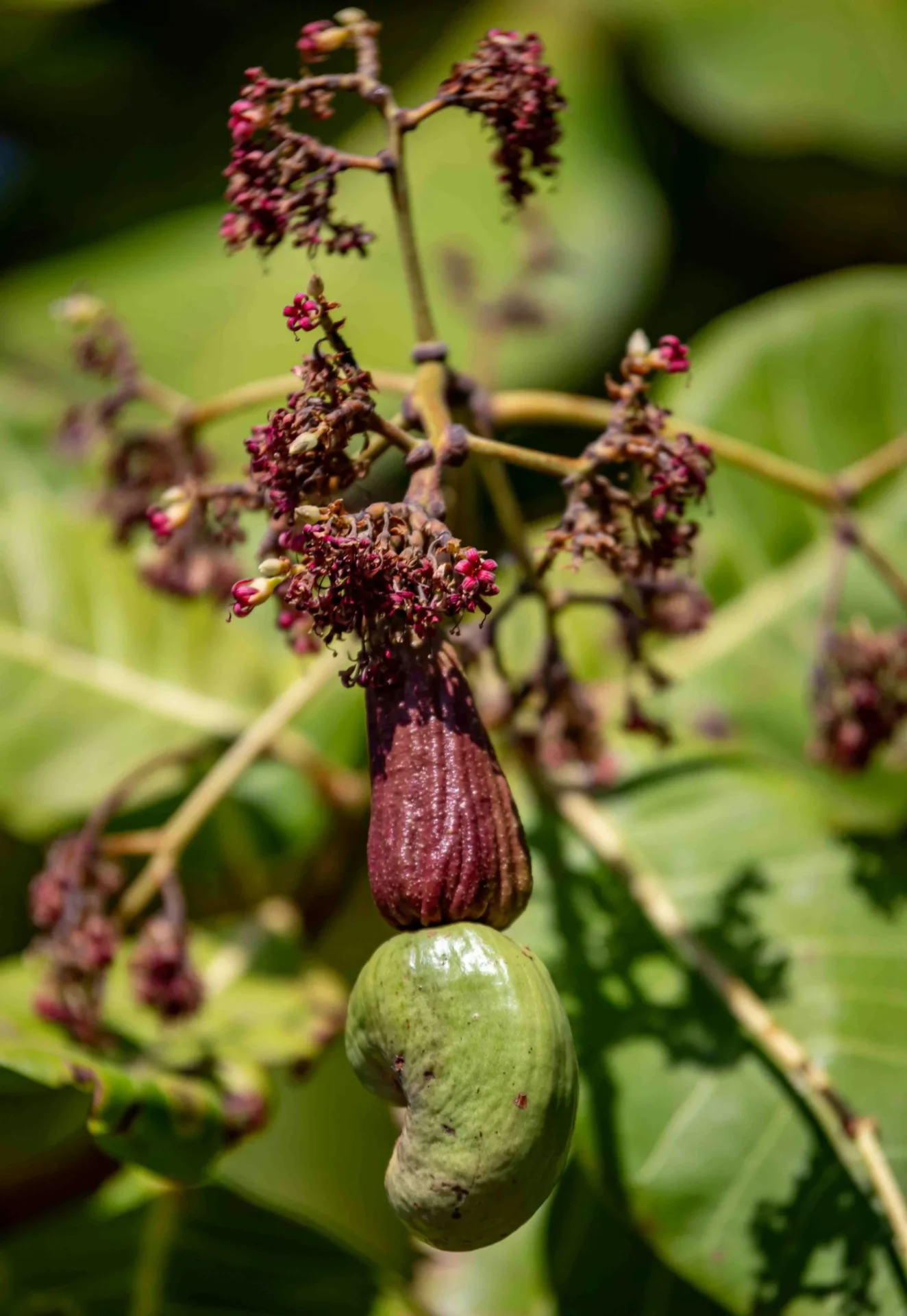 Fruits, vegetables, nuts and grains sourcing in Ghana and Africa